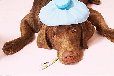 Steam特别好评《机械守护者》将登陆PS5和PS4平台